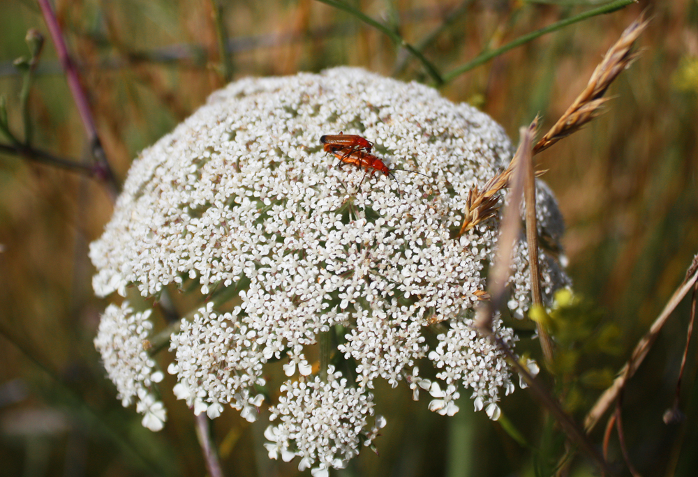 bug porn.jpg